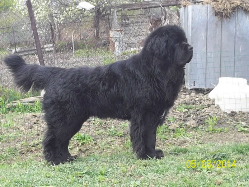 Фото: ньюфаундленд Super Premium Liniel Daylirring (Супер Премиум Линиэль Дайлиррин)