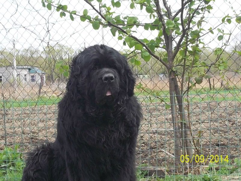 Фото: ньюфаундленд Vito Kacho Ferl (Вито Качо Ферл)