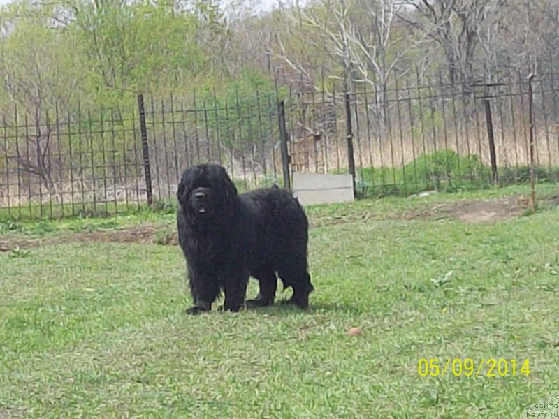 Фото: ньюфаундленд Vito Kacho Ferl (Вито Качо Ферл)