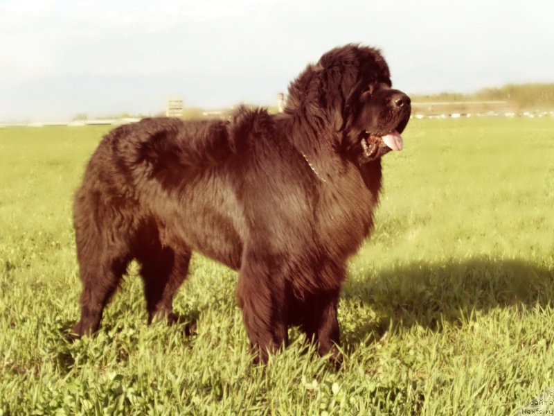 Фото: ньюфаундленд Potap Olan (Потап Олан)