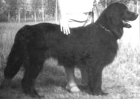 Фото: ньюфаундленд YUmi Gabri (Юми Габри)