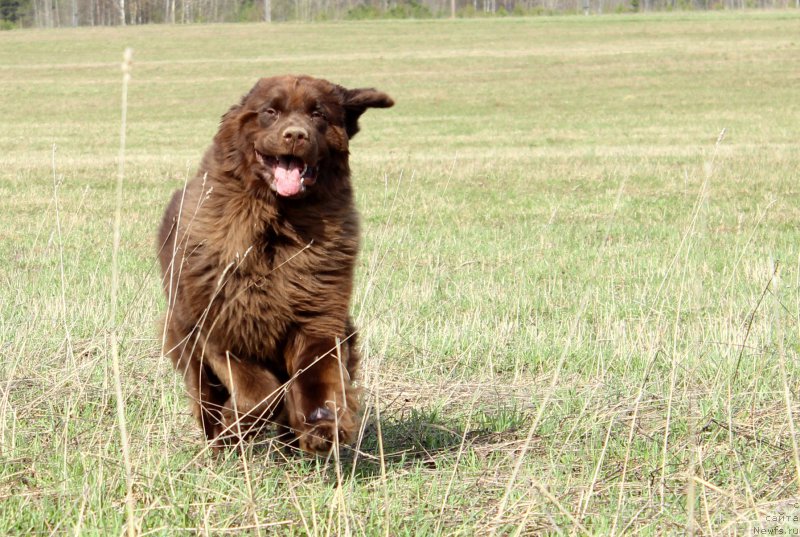 Фото: ньюфаундленд Sverkayuzhaya Gora Mashame (Сверкающая Гора Машаме)