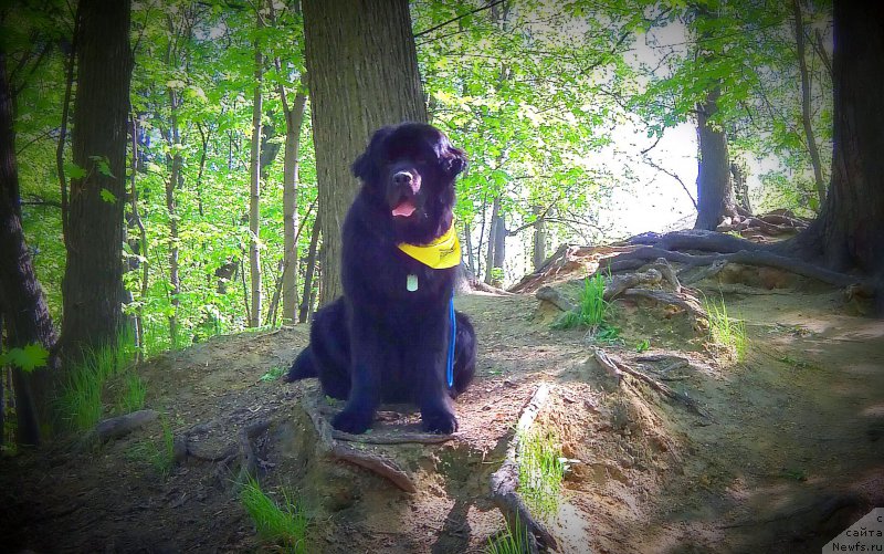 Фото: ньюфаундленд Chernyj Chank s Berega Dona (Черный Чанк с Берега Дона)