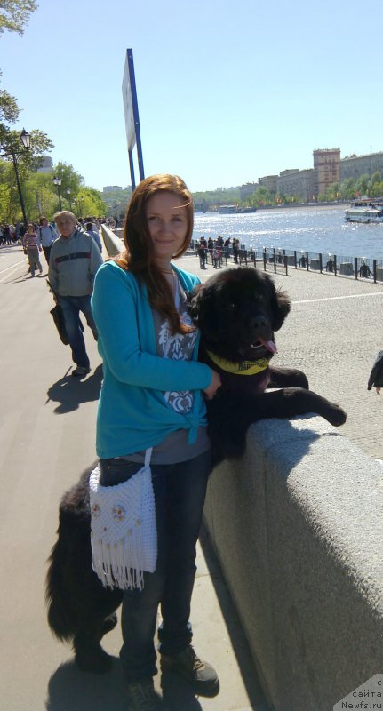 Фото: ньюфаундленд Chernyj Chank s Berega Dona (Черный Чанк с Берега Дона)