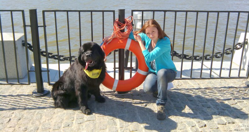 Фото: ньюфаундленд Chernyj Chank s Berega Dona (Черный Чанк с Берега Дона), Irina Skladnova (Ирина Складнова)