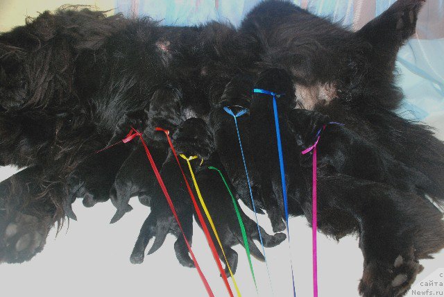 Фото: ньюфаундленд Talula Bell (Талула Белл)