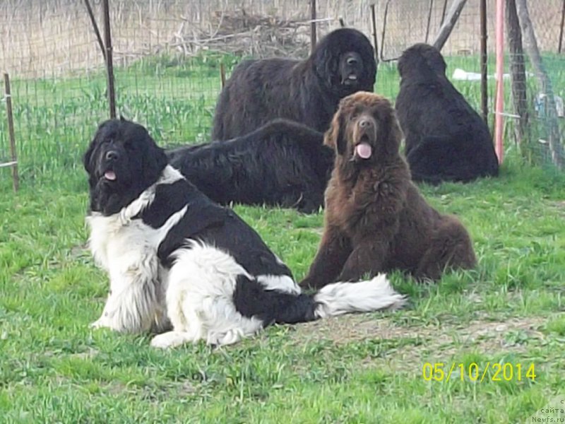 Фото: ньюфаундленд Super Premium Litoniel Vallaninor (Супер Премиум Литониэль Валланинор), ньюфаундленд N'yufort YU'Severino (Ньюфорт Ю'Северино)