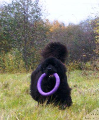 Фото: ньюфаундленд Severtan YEstamp (Севертан Эстамп)