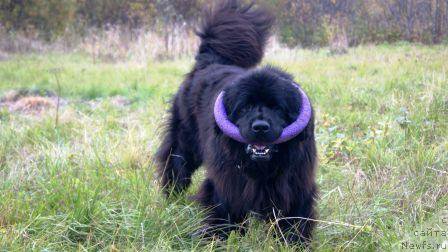 Фото: ньюфаундленд Severtan YEstamp (Севертан Эстамп)