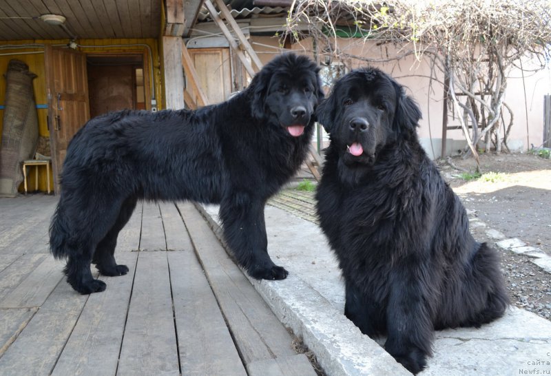 Фото: ньюфаундленд Talisman Morya Magiya Voln (Талисман Моря Магия Волн), ньюфаундленд I'm Little Princess Midnight Bear