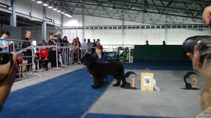 Фото: ньюфаундленд Super Bizon Liliman (Супер Бизон Лилимэн)