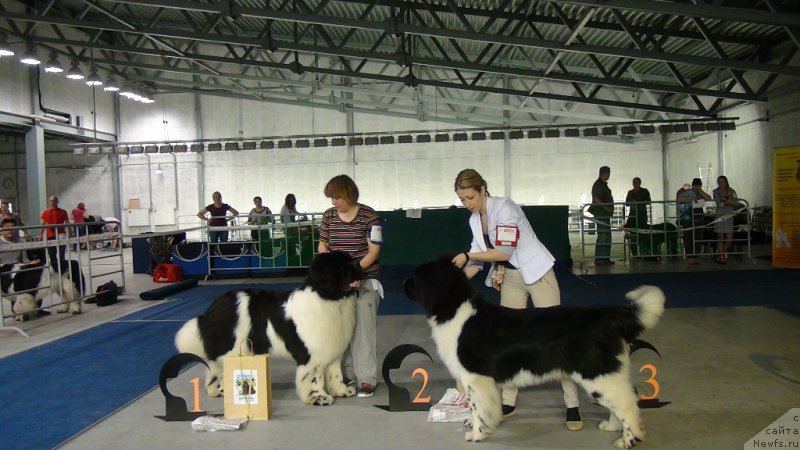 Фото: ньюфаундленд Super Bizon Cosmos (Супер Бизон Космос), ньюфаундленд Plushevaya Panda Schevaler de Mon ot Ledi Di (Плюшевая Панда Шевалье де Мон от Леди Ди)