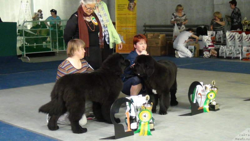 Фото: ньюфаундленд Super Bizon Liliman (Супер Бизон Лилимэн), ньюфаундленд Super Bizon Lakshmi Lana (Супер Бизон Лакшми Лана), Nataliya Snigireva (Наталия Снигирева), Mariya Lapina (Мария Лапина)