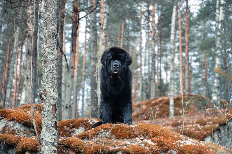 Фото: ньюфаундленд Smigar Liverpulsiy Chetvertak (Смигар Ливерпульский Четвертак)
