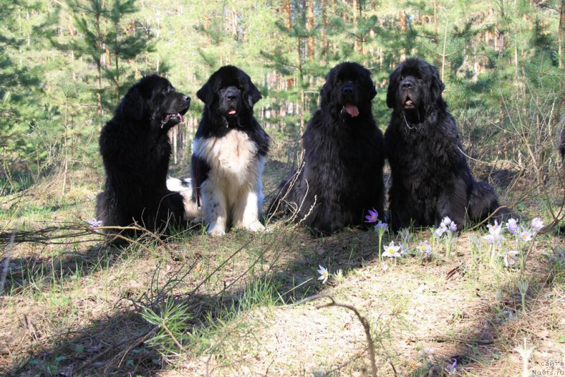 Фото: ньюфаундленд Akin Soul Sofiya (Акин Соул София), ньюфаундленд Lesnaya Skazka Lunnaya Sonata (Лесная Сказка Лунная Соната), ньюфаундленд Baryishnya (Барышня), ньюфаундленд CHernyiy SHarm Vellington (Черный Шарм Веллингтон)