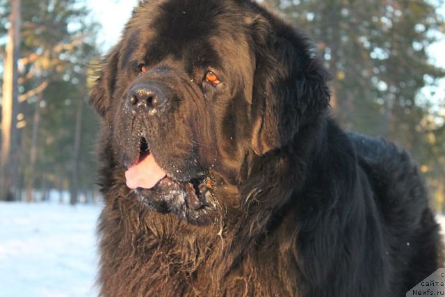 Фото: ньюфаундленд Omar SHerif (Омар Шериф)