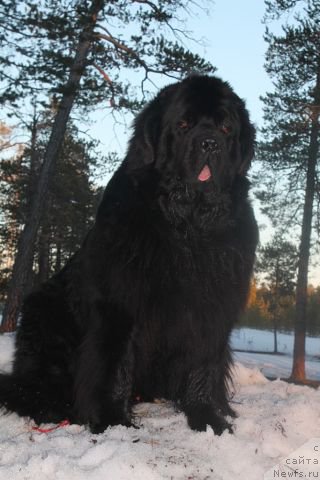 Фото: ньюфаундленд Omar SHerif (Омар Шериф)