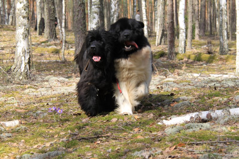 Фото: ньюфаундленд Bol'shaya Medvedica (Большая Медведица), ньюфаундленд CHernyiy SHarm Vellington (Черный Шарм Веллингтон)
