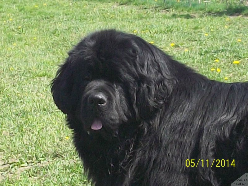 Фото: ньюфаундленд Super Premium Liniel Daylirring (Супер Премиум Линиэль Дайлиррин)