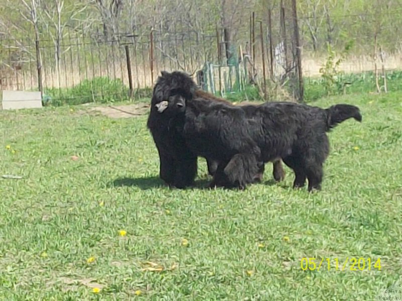 Фото: ньюфаундленд Super Premium Nao Del Trato (Супер Премиум Нао Дел Трато), ньюфаундленд Super Premium Nemessis (Супер Премиум Немессис)