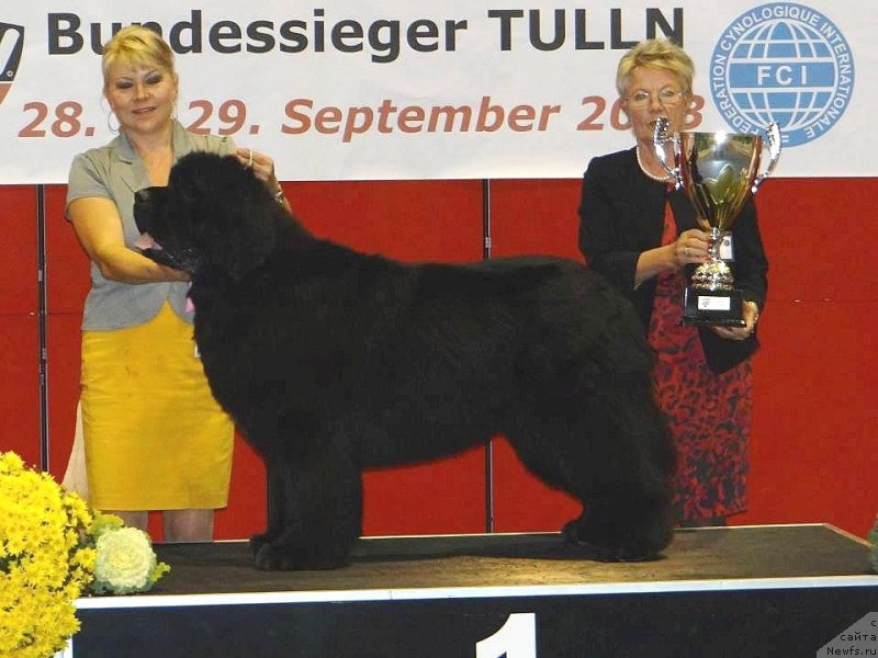 Фото: ньюфаундленд King of Helluland Feel The Win