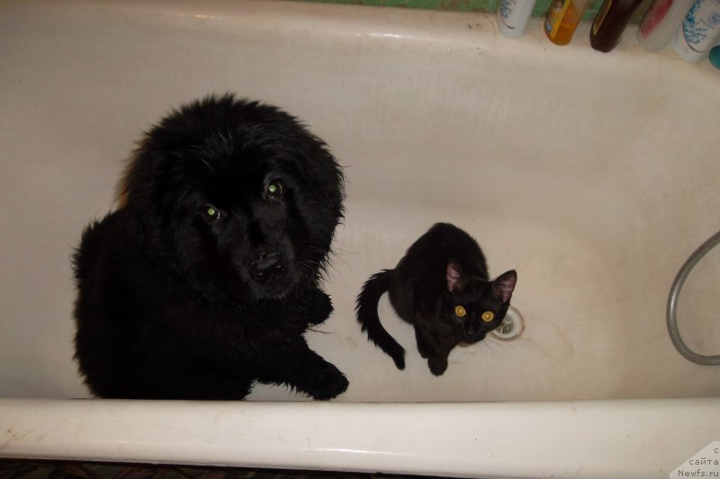 Фото: ньюфаундленд YAkutskiy Brilliant Richard (Якутский Бриллиант Ричард)