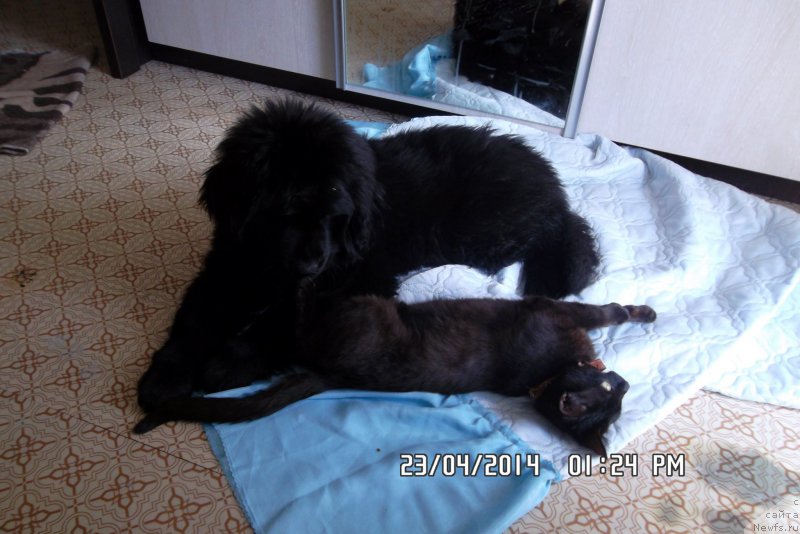 Фото: ньюфаундленд YAkutskiy Brilliant Richard (Якутский Бриллиант Ричард)