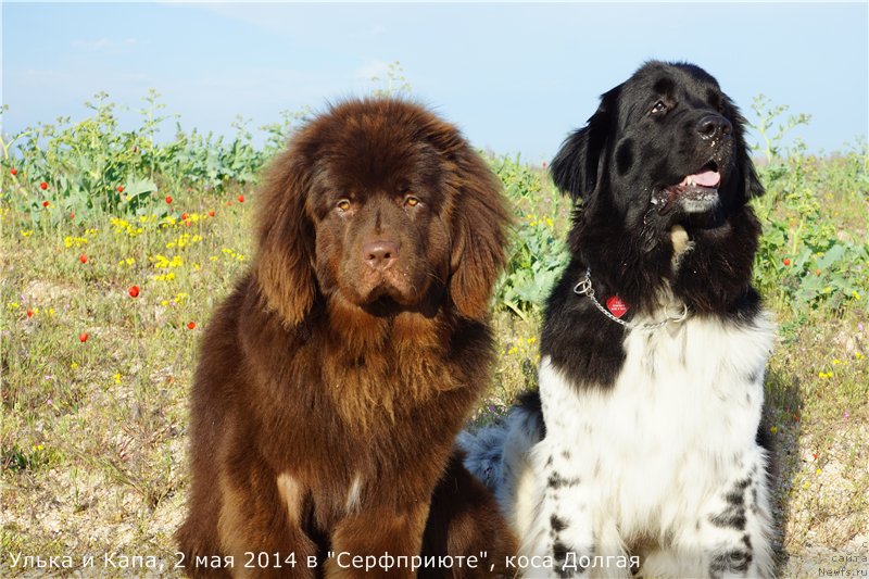Фото: ньюфаундленд Kiper Soul Perfekt Viktori (Кипер Соул Перфект Виктори), ньюфаундленд Plushevaya Panda Ultra Modnaja Schtutschka (Плюшевая Панда Ультра Модная Штучка)