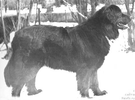 Фото: ньюфаундленд CHarolla Evi (Чаролла Еви)