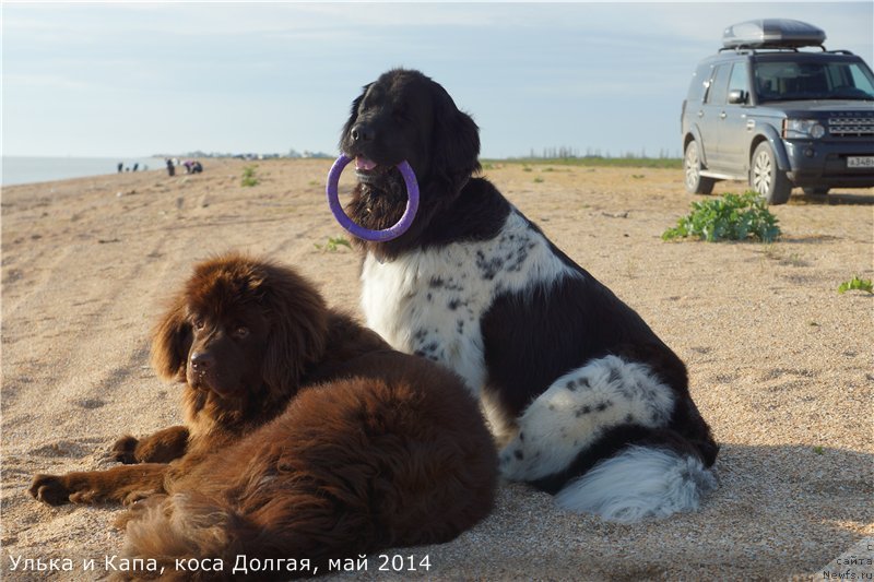 Фото: ньюфаундленд Plushevaya Panda Ultra Modnaja Schtutschka (Плюшевая Панда Ультра Модная Штучка), ньюфаундленд Kiper Soul Perfekt Viktori (Кипер Соул Перфект Виктори)