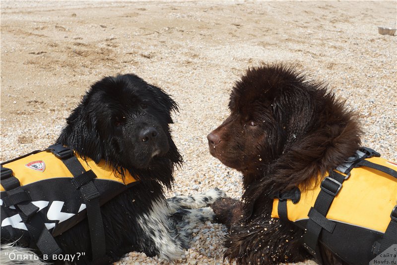 Фото: ньюфаундленд Plushevaya Panda Ultra Modnaja Schtutschka (Плюшевая Панда Ультра Модная Штучка), ньюфаундленд Kiper Soul Perfekt Viktori (Кипер Соул Перфект Виктори)