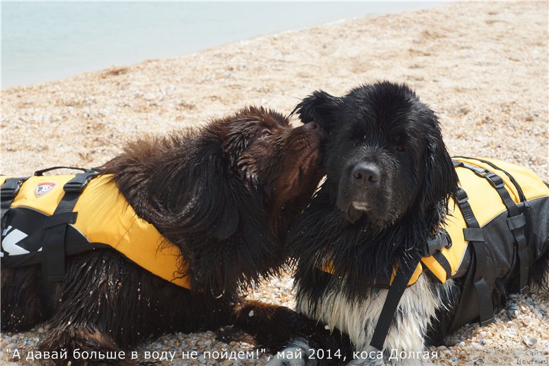 Фото: ньюфаундленд Kiper Soul Perfekt Viktori (Кипер Соул Перфект Виктори), ньюфаундленд Plushevaya Panda Ultra Modnaja Schtutschka (Плюшевая Панда Ультра Модная Штучка)