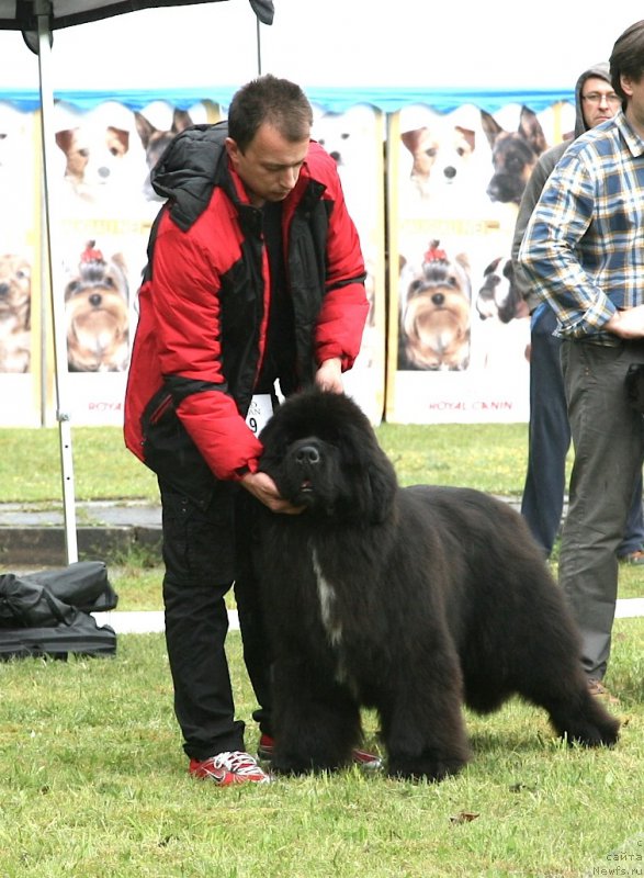 Фото: ньюфаундленд Love Me Tender Midnight Bear