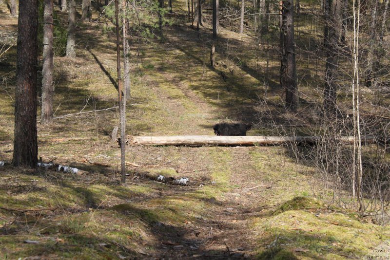 Фото: ньюфаундленд Andjel Viktorius (Анджел Викториус)