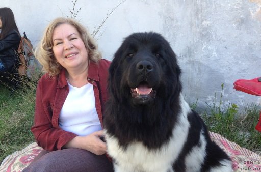 Фото: ньюфаундленд N'yufort YEliss (Ньюфорт Элисс), Svetlana Botova (Светлана Ботова)