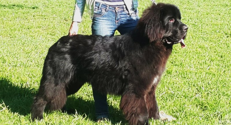 Фото: ньюфаундленд Smigar Lakost (Смигар Лакост)