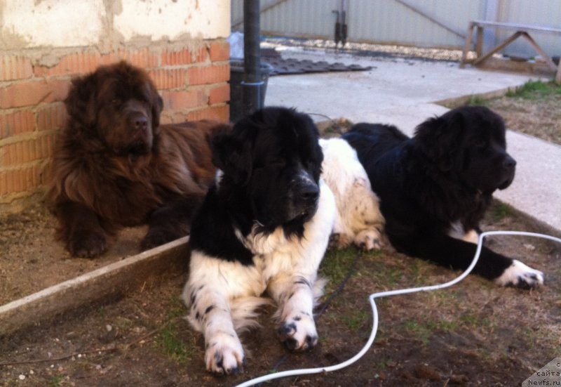 Фото: ньюфаундленд Van Len Taym Jenev'eva (Ван Лен Тайм Женевьева), ньюфаундленд Sent Djons Viva Viktoria (Сент Джонс Вива Виктория), ньюфаундленд Akvian Song Ledi In Blyek (Аквиан Сонг Леди Ин Блэк)