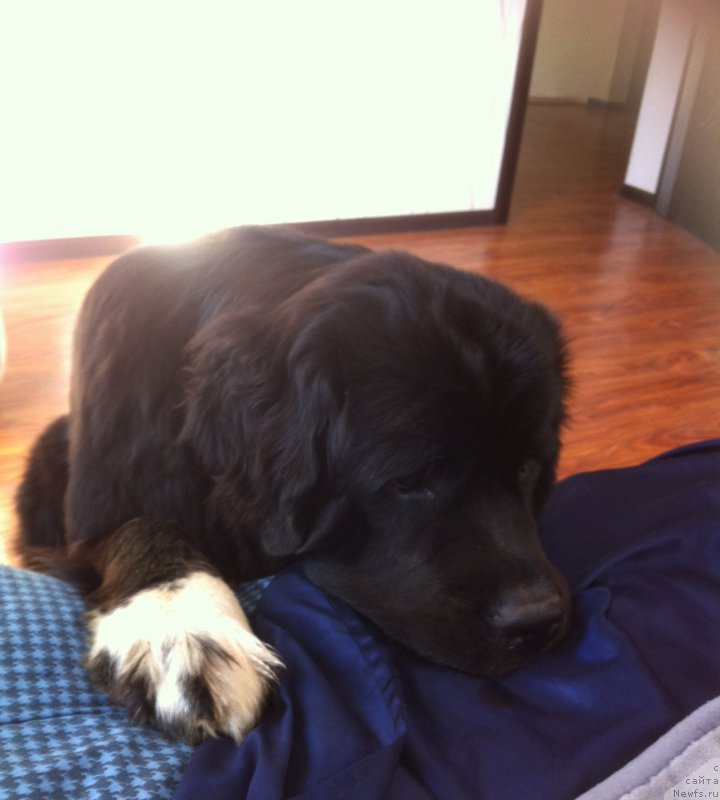 Фото: ньюфаундленд Akvian Song Ledi In Blyek (Аквиан Сонг Леди Ин Блэк)