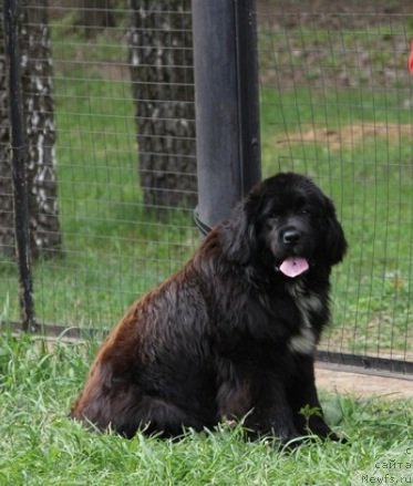 Фото: ньюфаундленд Sent Djons Evraziya (Сент Джонс Евразия)