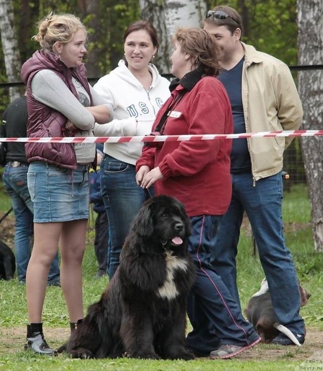 Фото: ньюфаундленд Sent Djons Evraziya (Сент Джонс Евразия)