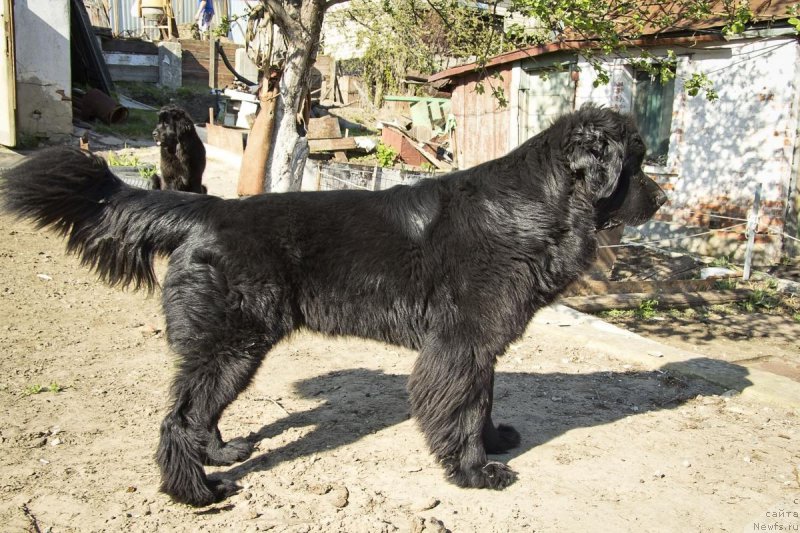 Фото: ньюфаундленд YAvnaya Krasota (Явная Красота)