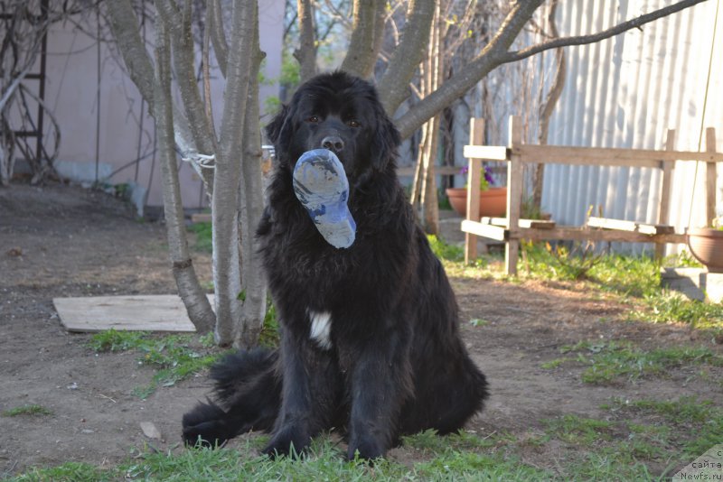Фото: ньюфаундленд Talisman Morya Mishel' (Талисман Моря Мишель)