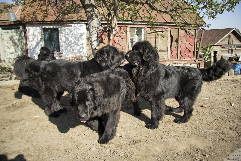 Фотография № 152859