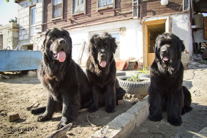 Фотография № 152861