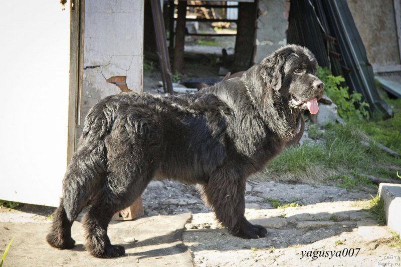 Фото: ньюфаундленд CHernyiy Balu Dobryinya (Черный Балу Добрыня)