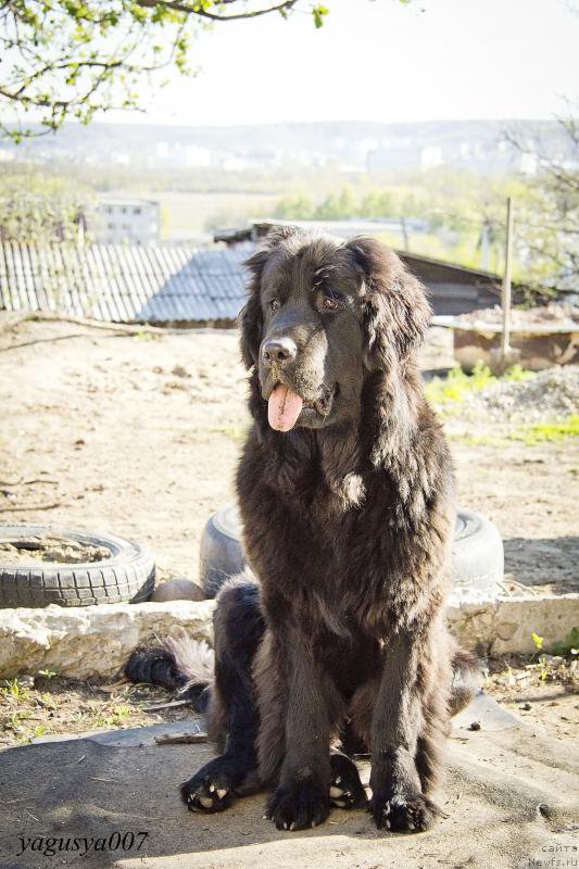 Фото: ньюфаундленд CHernyiy Balu Donna (Черный Балу Донна)