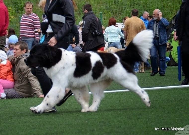 Фото: ньюфаундленд Chernaya Mafia Zebra Time (Черная Мафия Зебра Тиме)