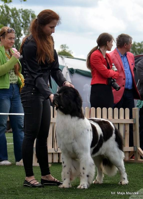 Фото: ньюфаундленд Chernaya Mafia Zebra Time (Черная Мафия Зебра Тиме)