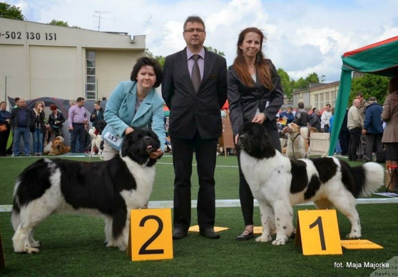 Фото: ньюфаундленд Chernaya Mafia Zebra Time (Черная Мафия Зебра Тиме)