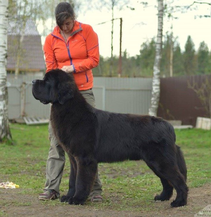Фото: ньюфаундленд Smigar Liverpulsiy Chetvertak (Смигар Ливерпульский Четвертак)